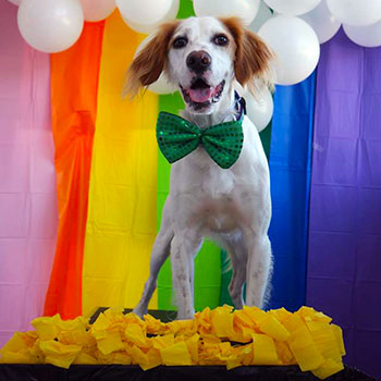 A pup posing in front of Rae-Zor's St. Patrick's Day backdrop