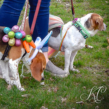 Two pups having fun at Wintergreen's first ever Annual Easter Egg Hunt