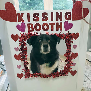 Wintergreen Animal Hospital's kissing booth